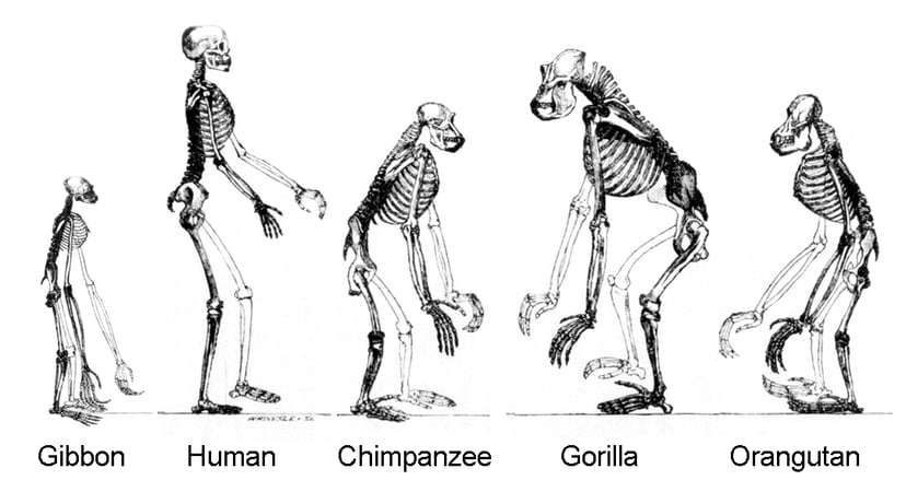 Esquelets comparatius de simis que mostren les similituds anatòmiques entre primats, evidència d'un ancestre comú.