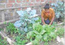 Hort urbà en un barri marginal de Guayaquil. Exemple d'horticultura en zones urbanes.