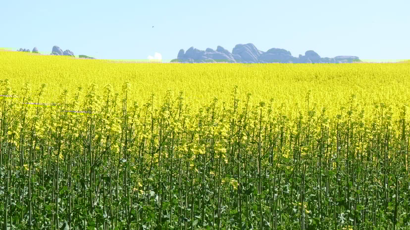 Camp de colza que serveix per produir biomassa, una font d'energia renovable.