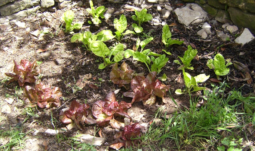 Hort familiar amb enciams vermells i bledes verdes a Castelltallat. Vegetals típics d'un hort familiar.