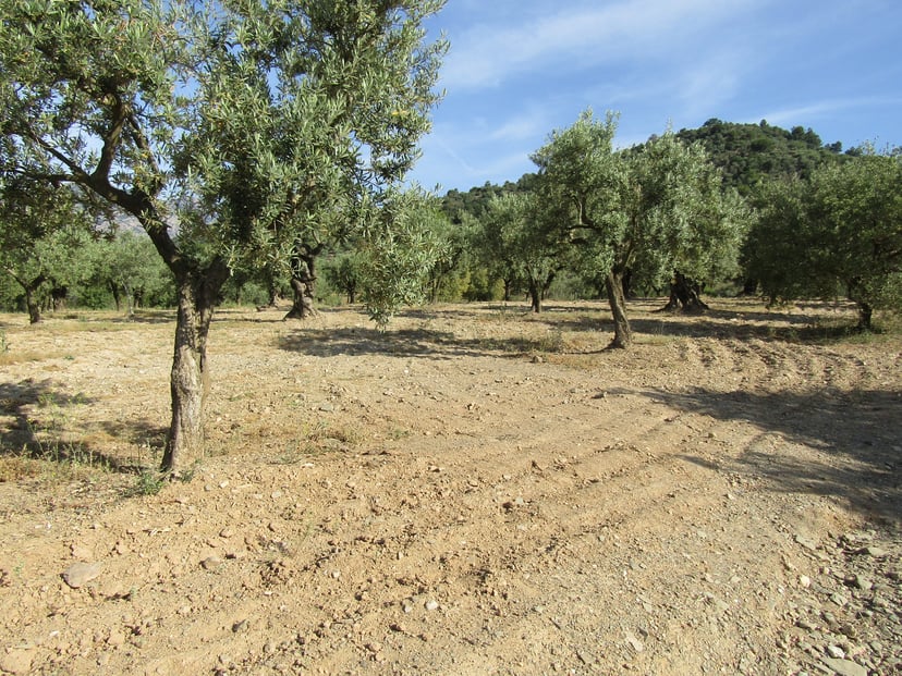 Oliveres Palomar a Olesa de Montserrat, on es cultiva l'olivera per fer oli d'oliva.