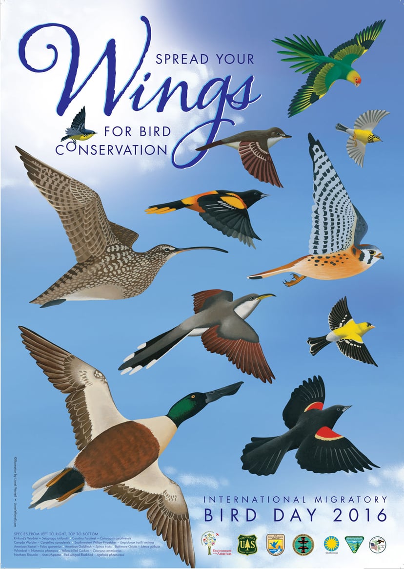 Cartell del Dia Mundial de les Aus Migratòries 2016, per Lionel Worrell.