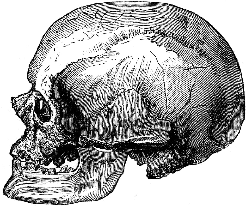 Crani d'un cromanyó mascle, que permet estudiar l'anatomia cranial dels humans moderns antics.
