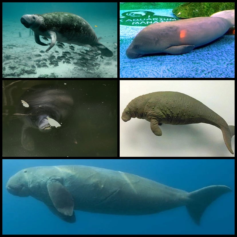 Diversitat d'espècies de sirenis, mamífers aquàtics relacionats amb el mite de la sirena.