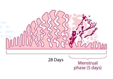 L'endometri s’acumula i es descama durant el cicle menstrual, mostrant el procés biològic clau de la menstruació.