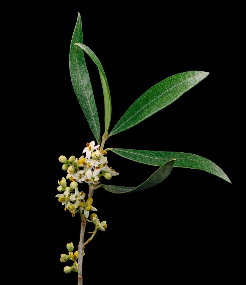 Flors d'olivera a punt d'obrir-se. Són petites i blanques.