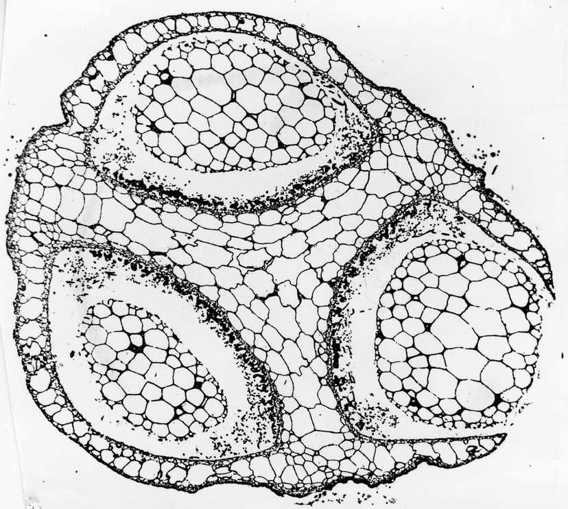 Imatge d’un microscopi electrònic de transmissió que mostra una estructura molt petita.
