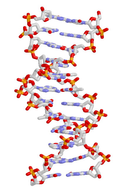 Estructura de l'ADN, la molècula fonamental en l'evolució, que il·lustra la base molecular de l'herència i la variació genètica.