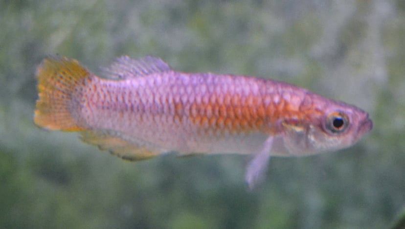 El samaruc, un peix endèmic dels Països Catalans.