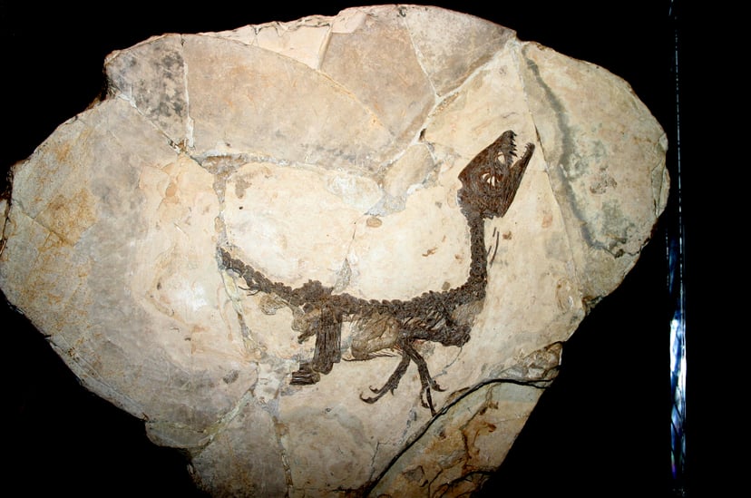 Esquelet de Scipionyx samniticus amb teixits tous, fòssil real important per a l'estudi de la paleobiologia dels dinosaures.