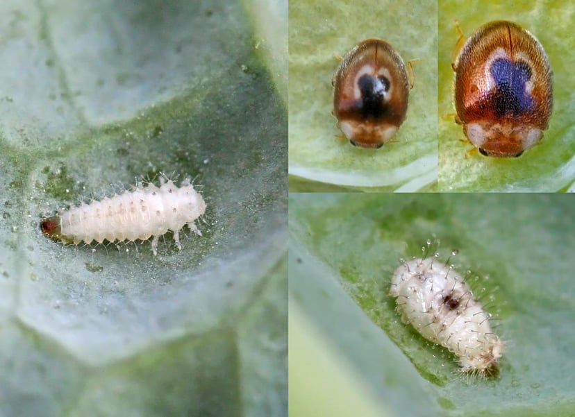 Cicle de vida de la marieta Clitostethus arcuatus: larva, pupa i adult.
