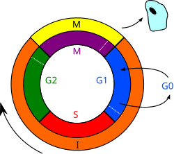 Diagrama del cicle cel·lular, amb les diferents fases ben definides i colors que faciliten la comprensió.