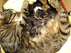 Gata amb els gatons nounats - Imatge càlida de la mare amb els seus petits.