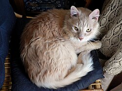 Gat domèstic - Foto clara i enfocada d'un gat domèstic.