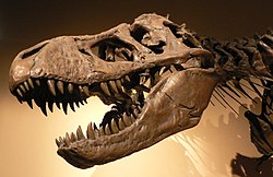 Crani de tiranosaure. És un dinosaure gran i fort.