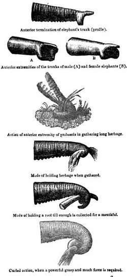 Detall de la trompa d'un elefant, que és molt útil per agafar coses i beure aigua.