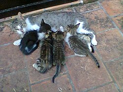 Gatons mamant llet - Comportament típic dels mamífers, mostra la cura maternal.