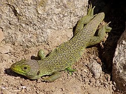 Llangardaix ocel·lat (Timon lepidus), un rèptil comú a Catalunya.