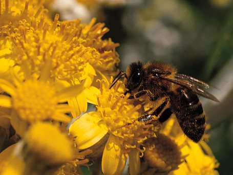 Abella de la mel (Fotografia de Fototeca.cat). Fotografia professional d'alta qualitat que mostra detall anatòmic clar i colors naturals.