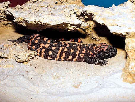 Monstre de Gila (Heloderma suspectum), un rèptil amb pell escamosa i urpes fortes.