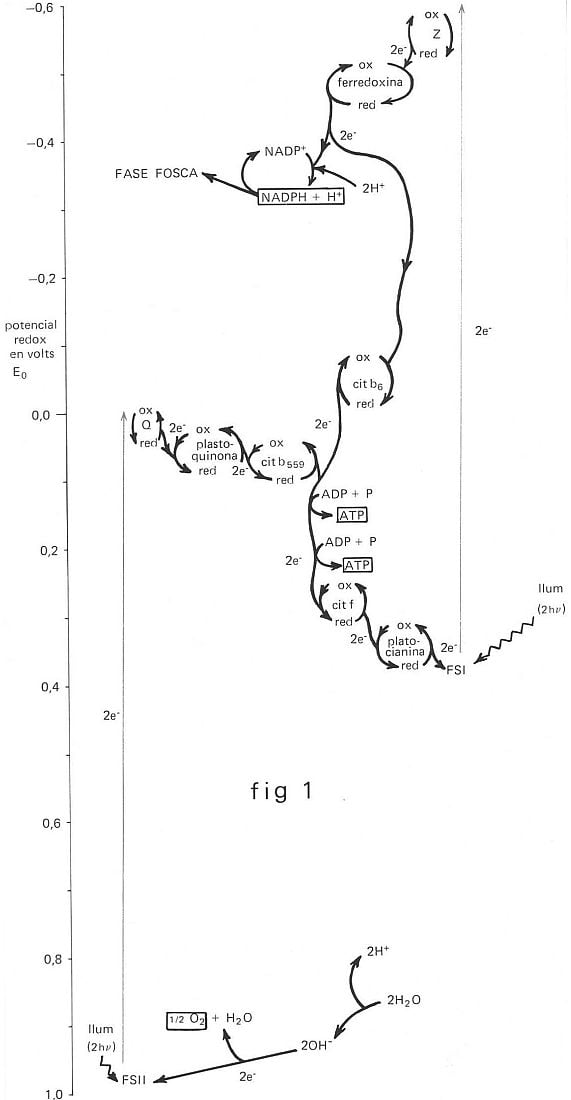 Esquema de la fotosíntesi: salts d’energia gràcies als quanta de llum absorbits. Diagrama que ajuda a comprendre la transferència d'energia durant la fotosíntesi.