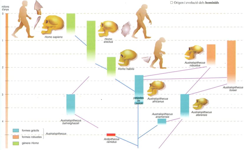 Imatge que il·lustra l'hominització, el procés evolutiu dels homínids fins als humans moderns.