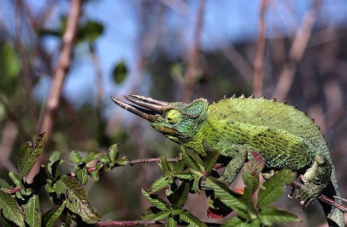 Camaleó banyut (Chamaeleo jacksonii). Fotografia clara que destaca les crestes distintives del cap i la textura del cos, útil per a l'estudi de l'herpetologia.