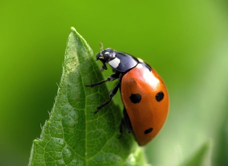 Primer pla d'una marieta (Coccinella septempunctata) per observar els detalls del seu cos.