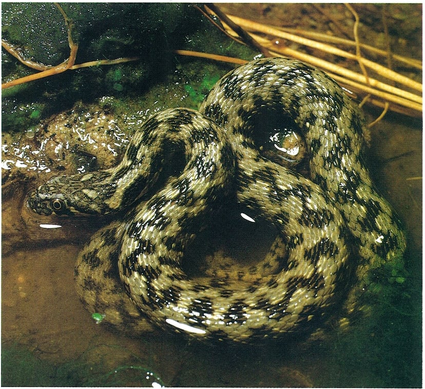 Aquí veus una serp d'aigua. Viu a Catalunya i li agrada l'aigua.