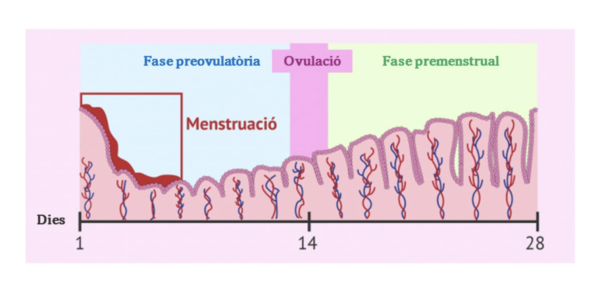 Cicle menstrual: fases i canvis físics i emocionals, infografia clara i accessible per a alumnes de 10-12 anys.