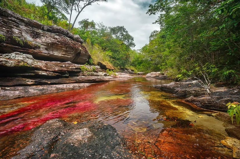 Paisatge natural de Colòmbia: Caño Cristales, conegut com el riu de colors per la seva bellesa natural i colors vius.
